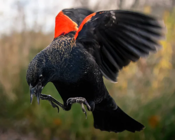 Niedliche Männliche Rote Geflügelte Amsel Fliegt Bereit Zur Landung Schwarze — Stockfoto