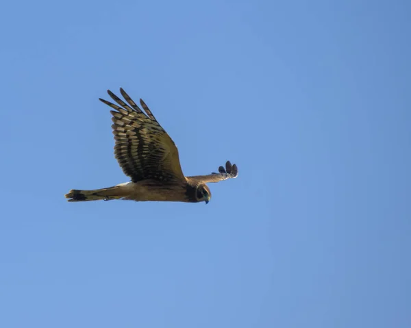 Harrier Nord Volant Contre Ciel Bleu Cet Oiseau Proie Des — Photo