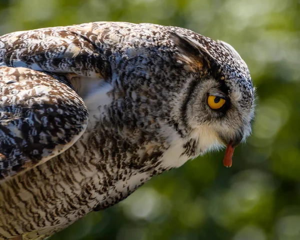 Beautiful horned owl portrait. Green tree branches in the background. This grey and yellow bird is eating its prey. Close up picture