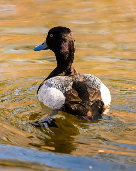 Εκπληκτική Μεγαλύτερη Scaup Αρσενικό Πάπια Κολύμπι Μια Λίμνη Όμορφα Καφέ — Φωτογραφία Αρχείου