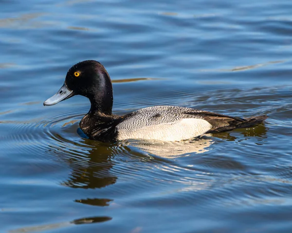 Stunning Greater Scaup Male Duck Swimming Lake Beautiful Brown Spotted — Stock Photo, Image