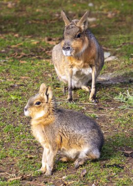 Güzel bebek Patagonya Mara samanlıkta oturuyor. Çimenler ve yapraklar yerde. Annem arka planda.