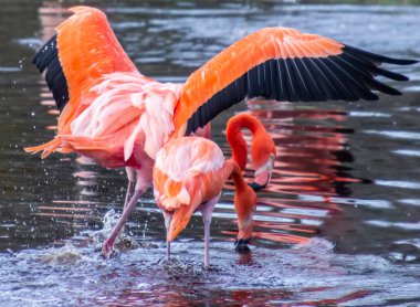 Güzel pembe flamingo mavi suda kanatlarını çırpıyor.