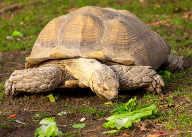 Öğle yemeğinde salata yiyen dev kaplumbağa. Kocaman bir kaplumbağa.