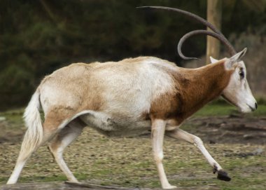 Güzel Scimitar boynuzlu antilop koşuyor. Bu turuncu ve beyaz hayvanın uzun eğri bir boynuzu var.