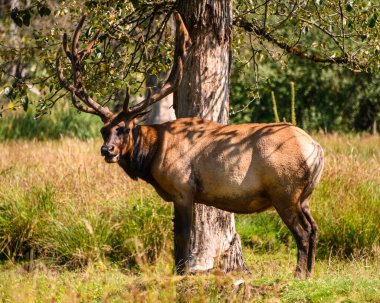 Güzel boynuzları olan bir erkek geyiği kapat. Bu hayvan serinlemek için büyük bir ağacın altında duruyor.