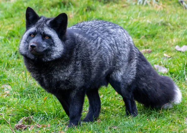 Beautiful silver fox, with thick winter fur. Intense yellow eyes. Green grass background