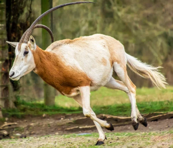 Beautiful Scimitar-horned oryx antelope running. This orange and white animal has one crooked long horn