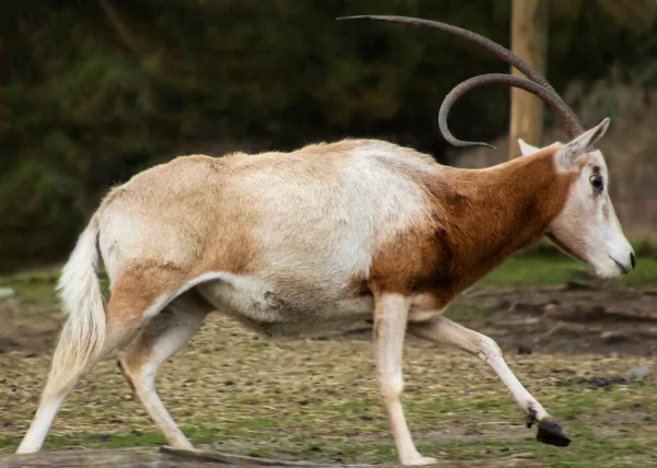 Beautiful Scimitar-horned oryx antelope running. This orange and white animal has one crooked long horn