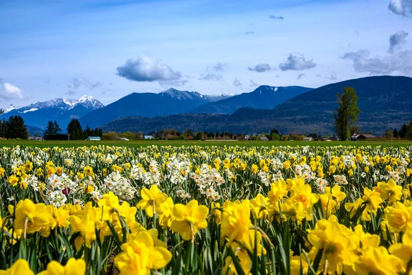 Hermoso Campo Narcisos Flores Amarillas Blancas Con Las Hojas Tallos — Foto de Stock