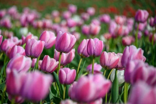 Hermoso Campo Tulipanes Primavera Flores Color Rosa Brillante Púrpura Filas — Foto de Stock