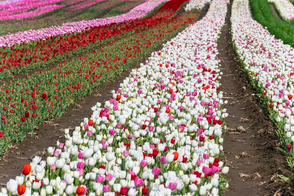 Hermoso Campo Tulipanes Primavera Flores Blancas Rojas Rosadas Hileras — Foto de Stock