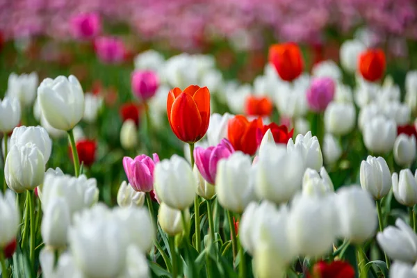 Hermoso Campo Tulipanes Primavera Flores Brillantes Rojas Rosas Blancas Filas — Foto de Stock
