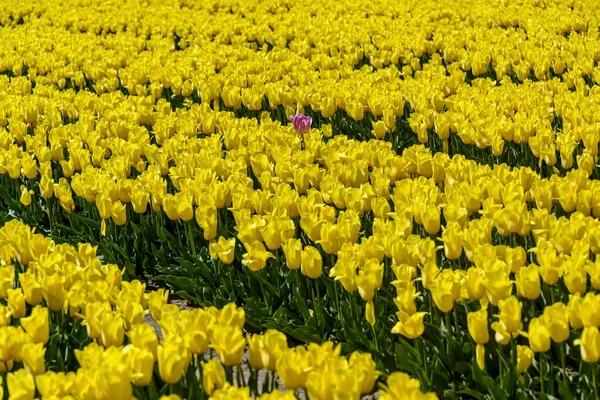 Hermoso Campo Tulipanes Primavera Flores Amarillas Brillantes Filas — Foto de Stock