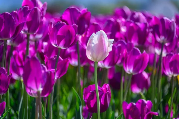 Hermoso Campo Tulipanes Primavera Flores Color Rosa Brillante Púrpura Filas — Foto de Stock