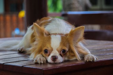 Chihuahua