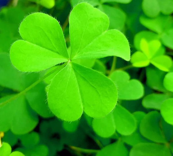 Klaverblad Achtergrond Plant Groen — Stockfoto