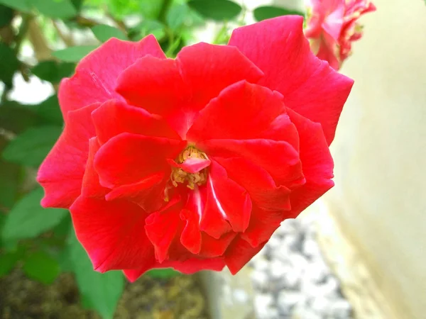 Ярко Красные Розы Цветут Саду Рядом Забором — стоковое фото