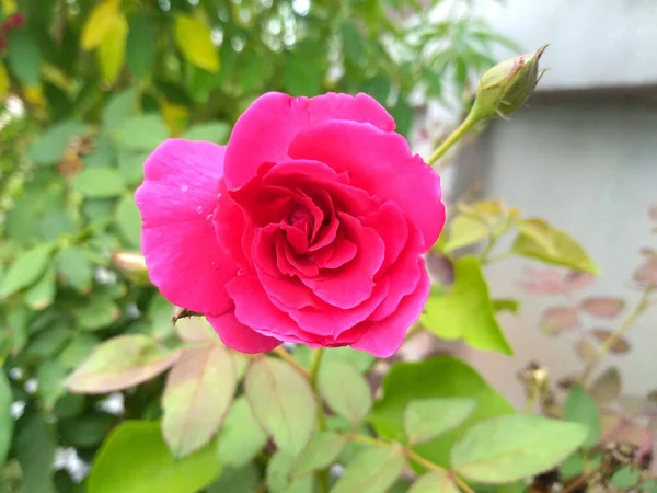 Rosarote Rosen Blühen Neben Der Mauer — Stockfoto