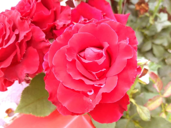 Roses Roses Brillantes Fleurissant Dans Jardin — Photo