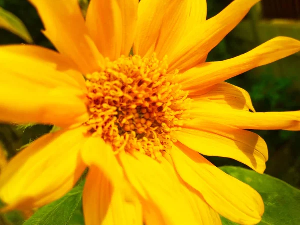 Pétalas Amarelas Girassol Foco Seletivo — Fotografia de Stock