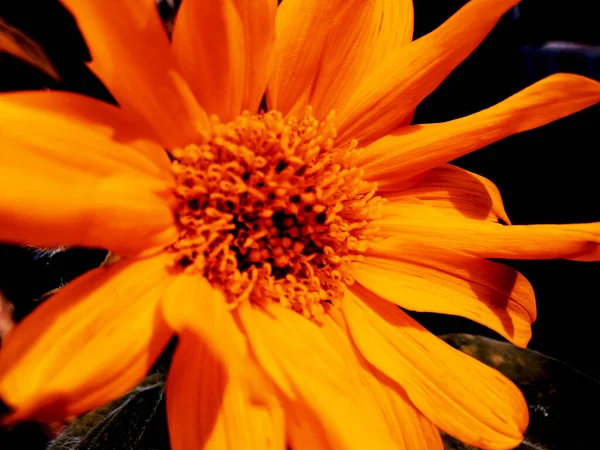 黑色背景的向日葵黄色花瓣 有选择的焦点 — 图库照片