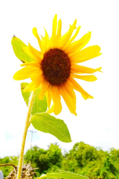 Κίτρινα Λουλούδια Ηλιοτρόπια Ανθίζουν Την Ημέρα Φυσικό Σκηνικό — Φωτογραφία Αρχείου