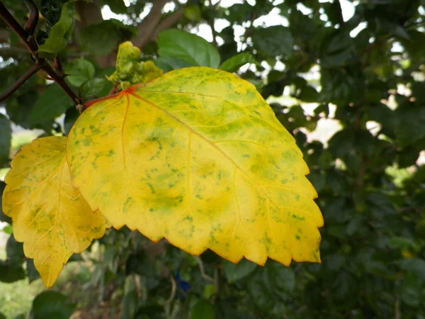 Big Yellow Leaves Tree Branches Natural Green Blurred Background — Stock Photo, Image