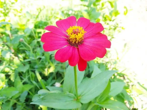 Rosa Zinnia Flor Florescer Durante Dia Com Verde Natureza Background — Fotografia de Stock