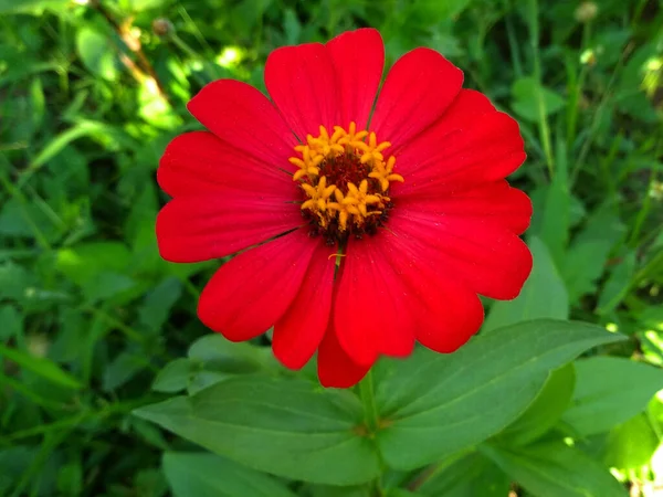 クローズアップの花 緑豊かな自然を背景に 昼間に赤いジニアの花を咲かせます — ストック写真