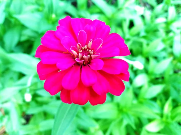 Flor Cerca Flor Zinnia Rosa Florecen Durante Día Con Fondo —  Fotos de Stock