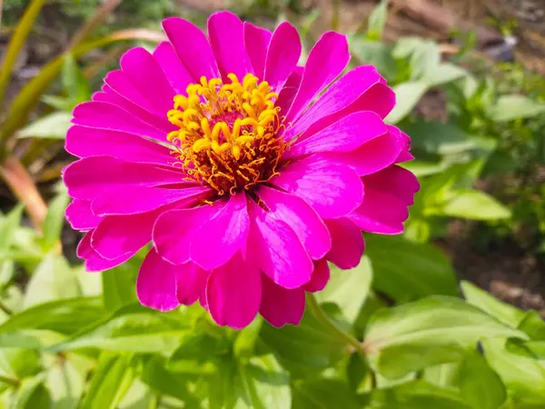 Rosa Zinnia Flor Florescer Durante Dia Com Verde Natureza Background — Fotografia de Stock