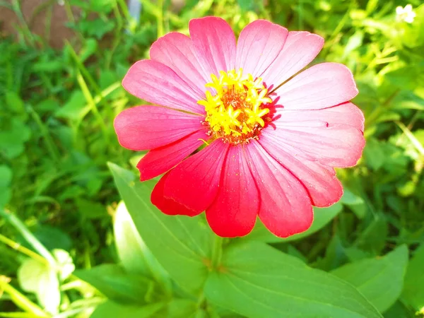 Una Zinnia Roja Que Florece Luz Del Sol Con Fondo —  Fotos de Stock