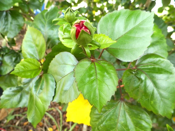 木の上の若い葉ハイビスカスの花ぼやけた自然背景 — ストック写真
