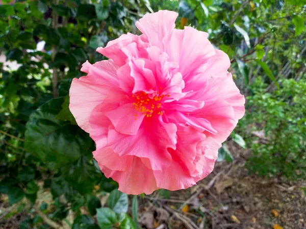 Różowy Kwiat Kwiat Hibiskusa Kwitnący Drzewie Zielone Niewyraźne Tło — Zdjęcie stockowe