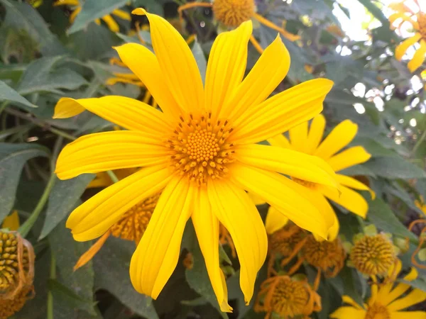黄色的花 把黄色的墨西哥向日葵关在花园里 在自然的背景下绽放 — 图库照片