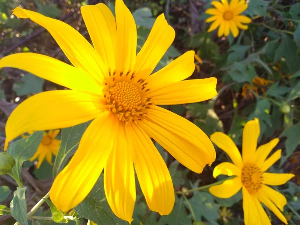 黄色的花 把黄色的墨西哥向日葵关在花园里 在自然的背景下绽放 — 图库照片