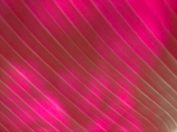 Fundo Abstrato Folha Banana Magenta Pura Cores Para Design Gráfico — Fotografia de Stock