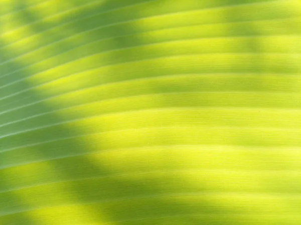 Primo Piano Banana Foglia Verde Textured Background Natura — Foto Stock