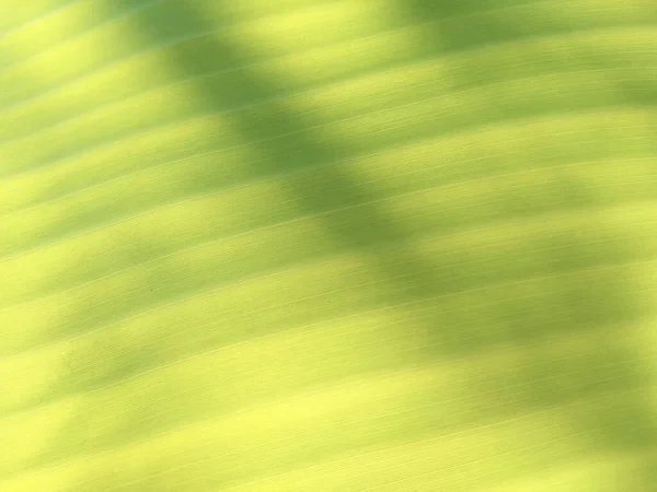 香蕉绿叶的特写 背景自然 — 图库照片