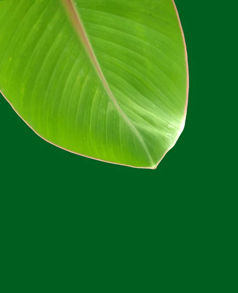 Banana green leaf isolated on dark green background.stock photos