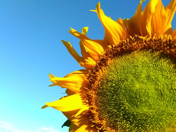 Close Zonnebloem Bloeiend Bewolkte Blauwe Lucht Achtergrond Stockfoto — Stockfoto