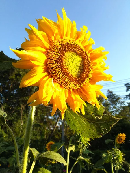 Zonnebloem Bloeien Bewolkt Blauwe Lucht Achtergrond Stock Foto — Stockfoto