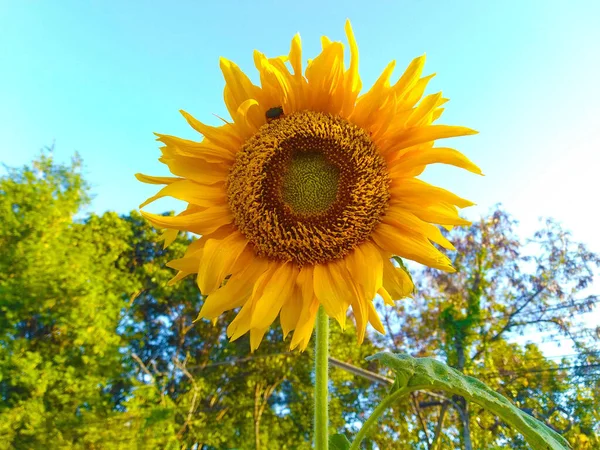 Sonnenblumen Blühen Auf Natürlichem Hintergrund — Stockfoto