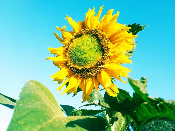 Zonnebloem Bloeien Bewolkt Blauwe Lucht Achtergrond Stock Foto — Stockfoto