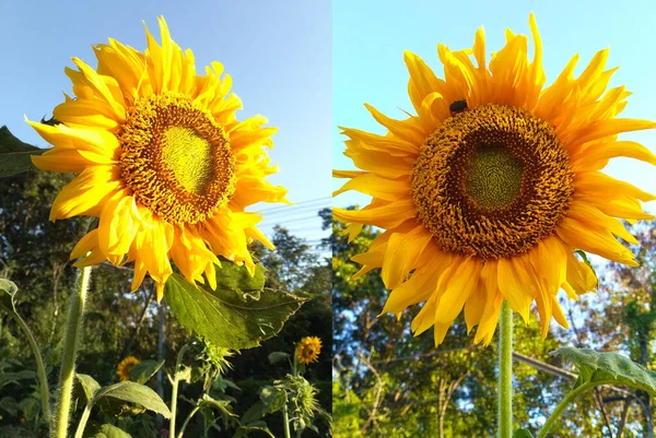 Collectie Van Zonnebloem Bloeien Bewolkte Blauwe Lucht Achtergrond Stock Foto — Stockfoto