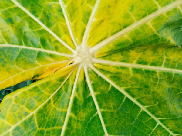 Primer Plano Borroso Hoja Papaya Para Fondo Diseño Planta Naturaleza — Foto de Stock