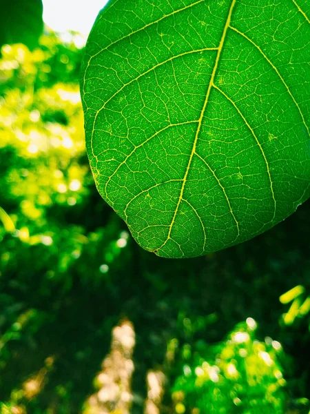 Крупним Планом Листя Зеленого Розмитого Фону Сонячне Світло Тіні Відкритий — стокове фото