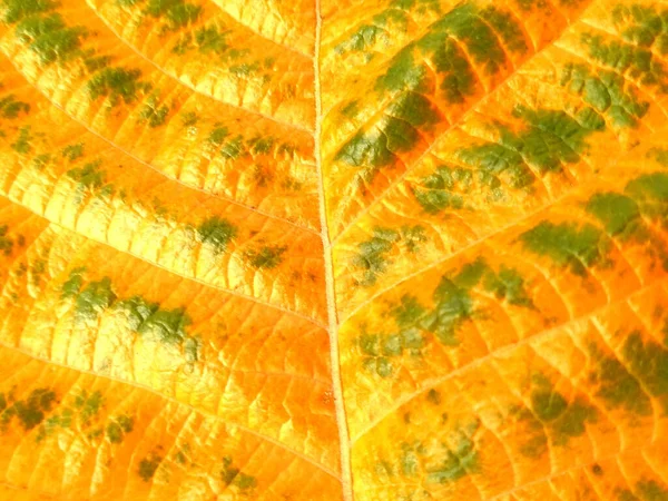 Extremo Primer Plano Textura Hoja Otoño Para Fondo Naturaleza Planta — Foto de Stock