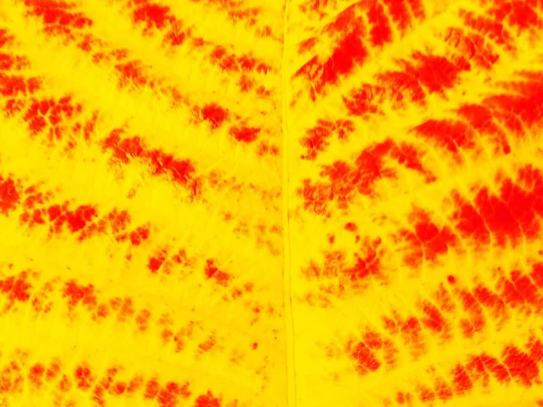 Amarelo Vermelho Borrado Textura Abstrata Projeto Natureza Folha Para Fundo — Fotografia de Stock